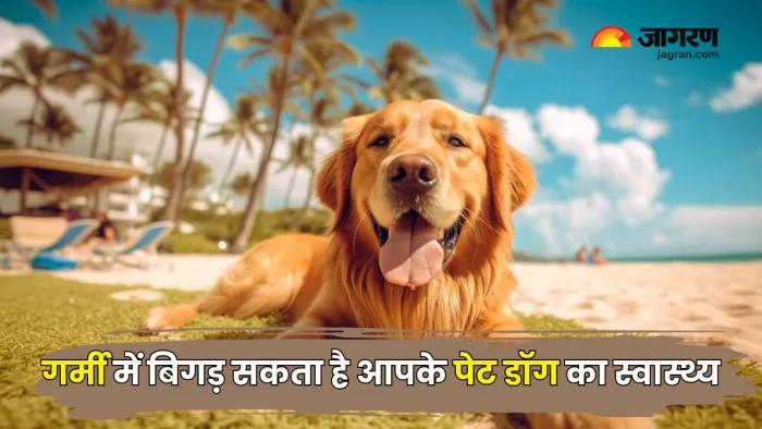Pets के लिए भी मुश्किल है चुभती जलती गर्मी का मौसम (Picture Courtesy: Freepik)
