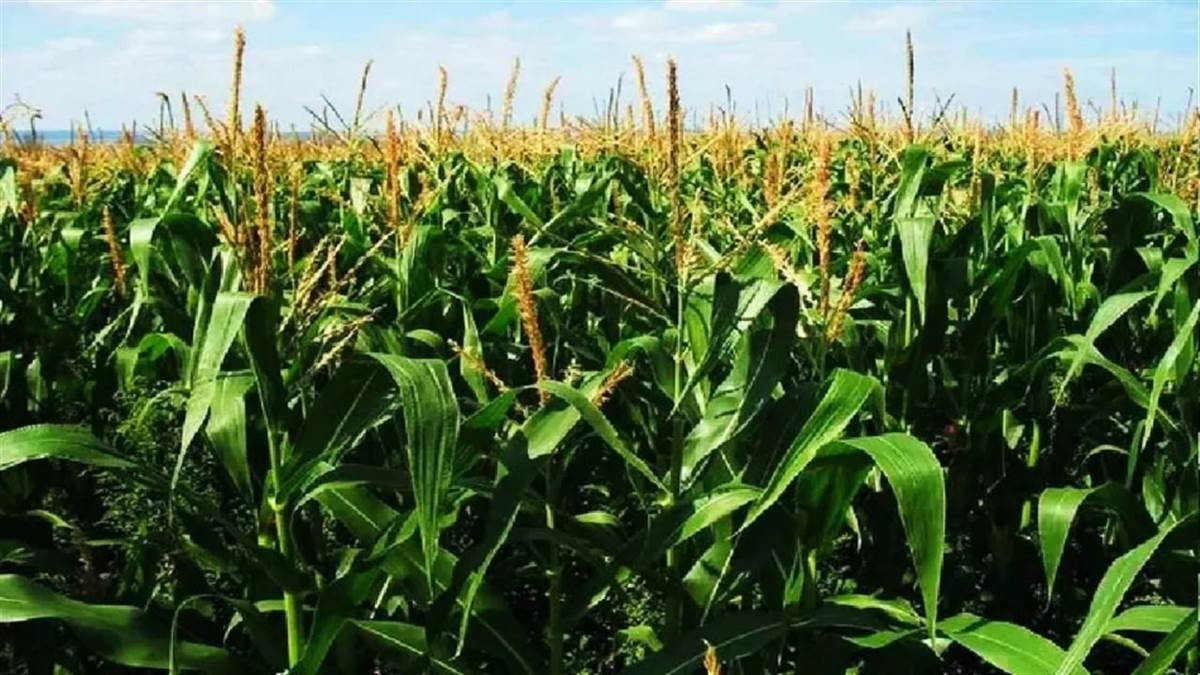 shekhpura news baby corn and sweet corn farming opportunity
