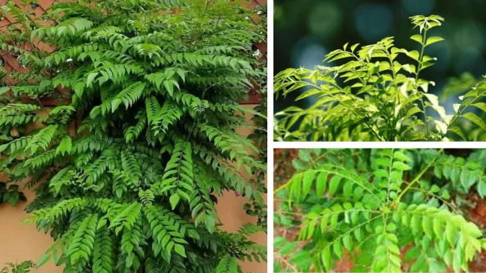 कढ़ी पत्ता के पौधे को कैसे बनाएं हरा-भरा? (Image Credit- Freepik/Instagram)