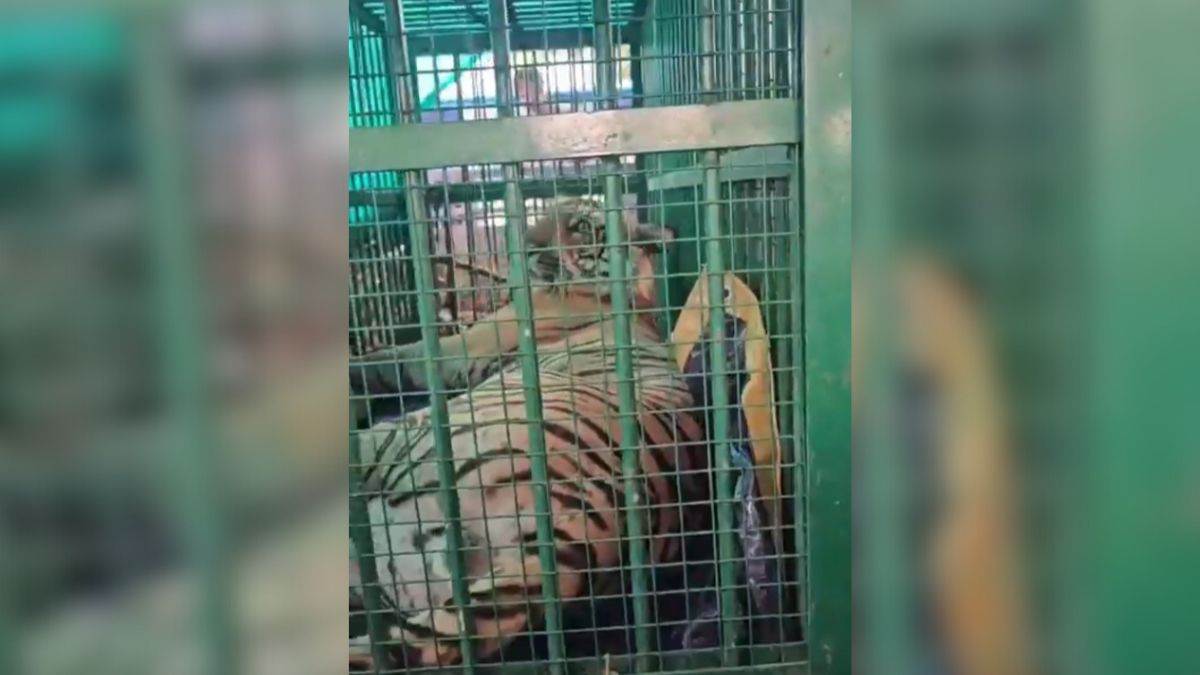 sitapur news tiger captured after terrorizing villagers for months