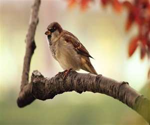 Motivational Story : आलसी चिड़िया और किसान की कहानी, आलस का क्या परिणाम होता है