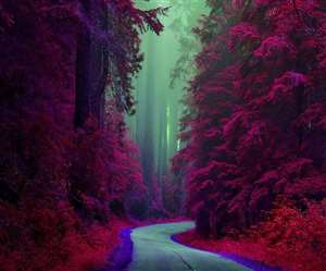 सदर्न रिज फॉरेस्ट का निकटतम मेट्रो स्टेशन तुगलकाबाद है।