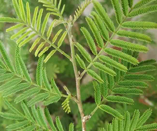Shami Plant Why We Worship Shami Tree Know Its Religious Importance