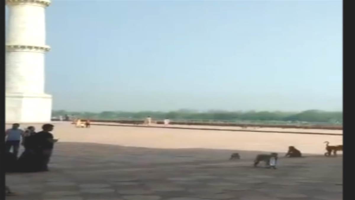 taj mahal monkey attack in taj mahal video viral