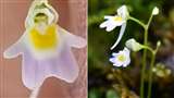 Utricularia furrows : दुर्लभ कीटभक्षी प्रजाति भारत में 36 साल बाद चमोली में रिकार्ड