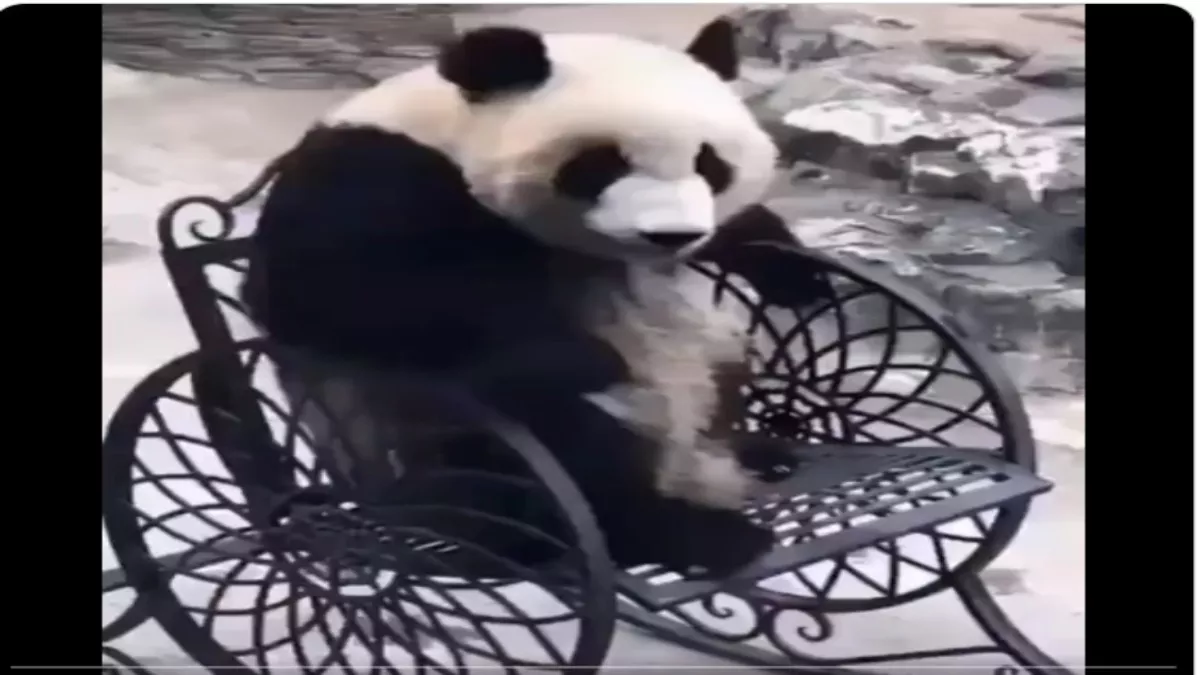 रजनीकांत स्टाइल में Rocking Chair पर बैठकर पांडा ने की ऐसी मस्ती, वायरल हो रहा क्यूट वीडियो