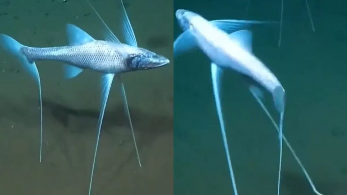 Viral  Video : ये ट्राइपॉड वाली मछली तो सच में जल की रानी है, वीडियो देख हैरान हुए लोग
