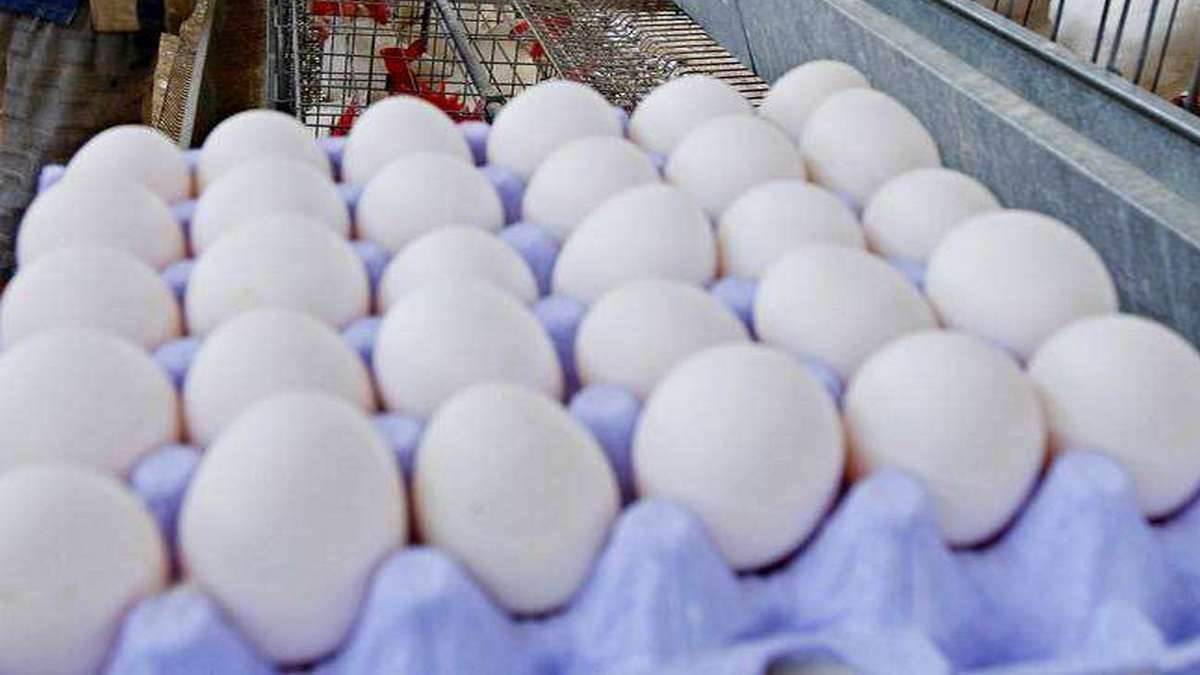 Egg Price in Ludhiana सावन में अंडा धड़ाम, जुलाई के 26 दिन में 182