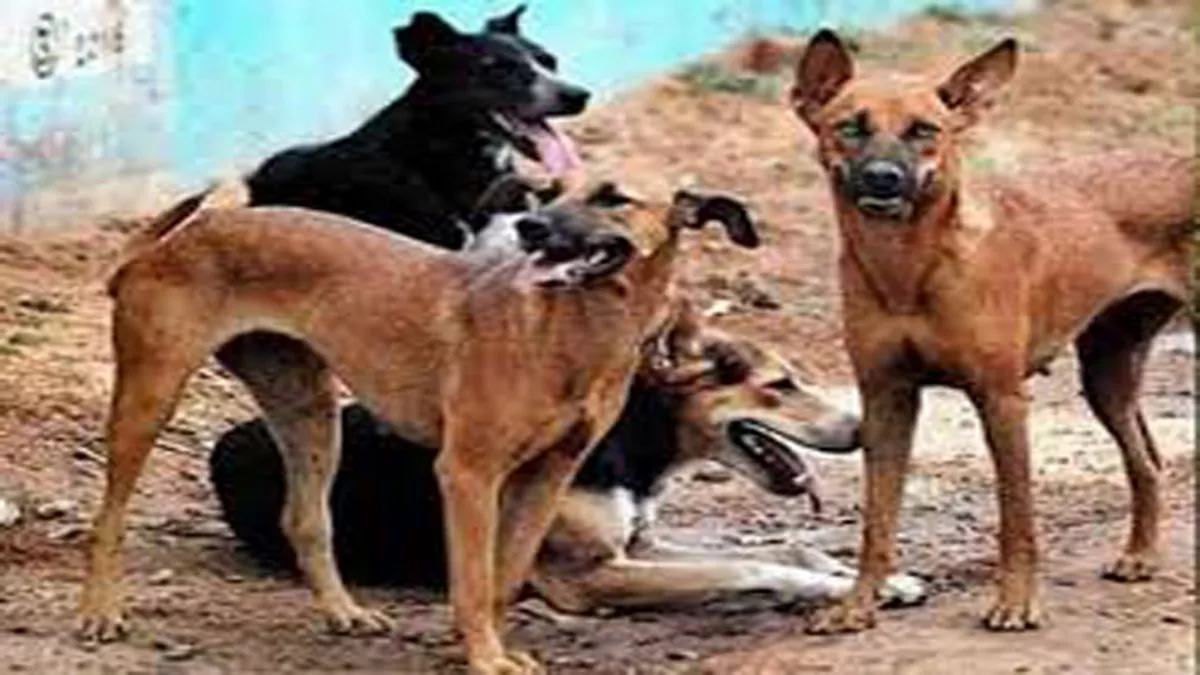 Agra News: आवारा कुत्ताें ने नोंच डाली आगरा में 10 साल की बच्ची, इन क्षेत्राें में सबसे ज्यादा हैं खूंखार