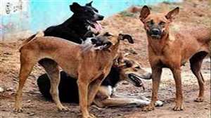 Agra News: आगरा में करबला क्षेत्र के पास मौजूद ये कुत्ते राहगीराें पर हमला करते हैं।