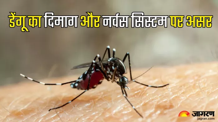 डेंगू का दिमाग और नवर्स सिस्टम पर असर (Picture Credit- Freepik)