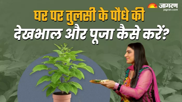 Tulsi Plant: इन बातों का रखें ध्यान -