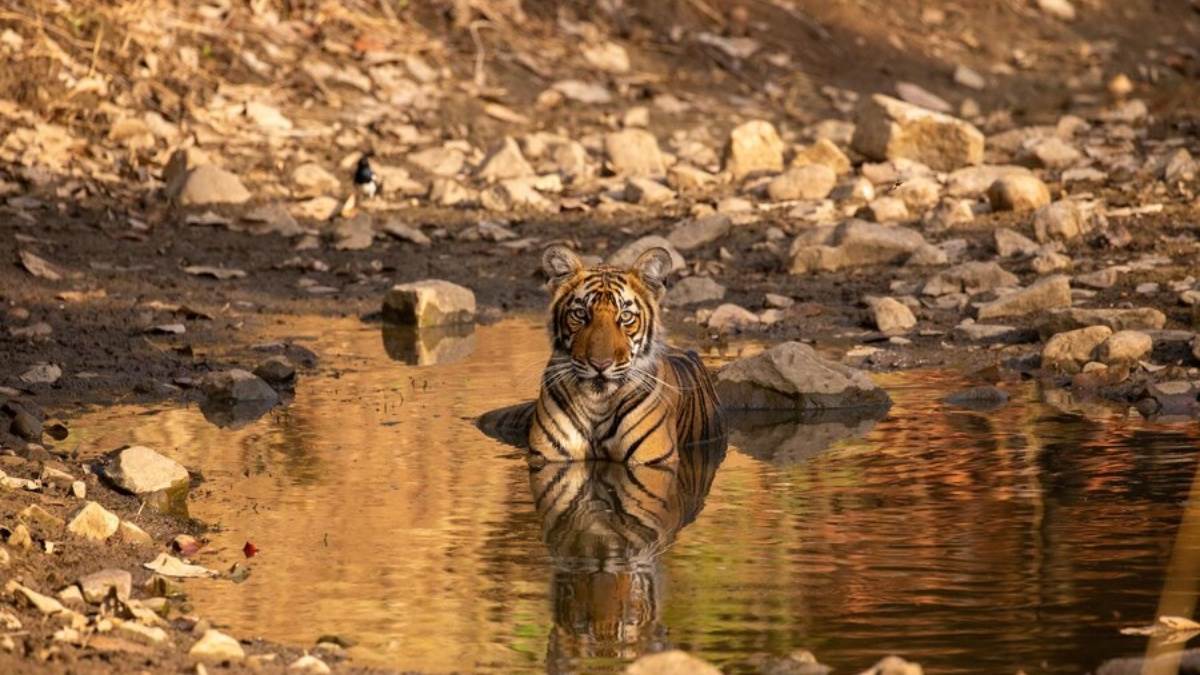 https://www.jagranimages.com/images/newimg/26072024/26_07_2024-wildlife_destinations_23766288.jpg