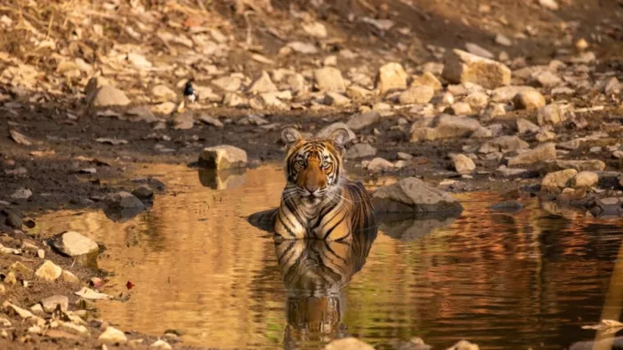 सोलो ट्रिप के लिए परफेक्ट हैं ये Wildlife Destinations (Picture Credit- Freepik)