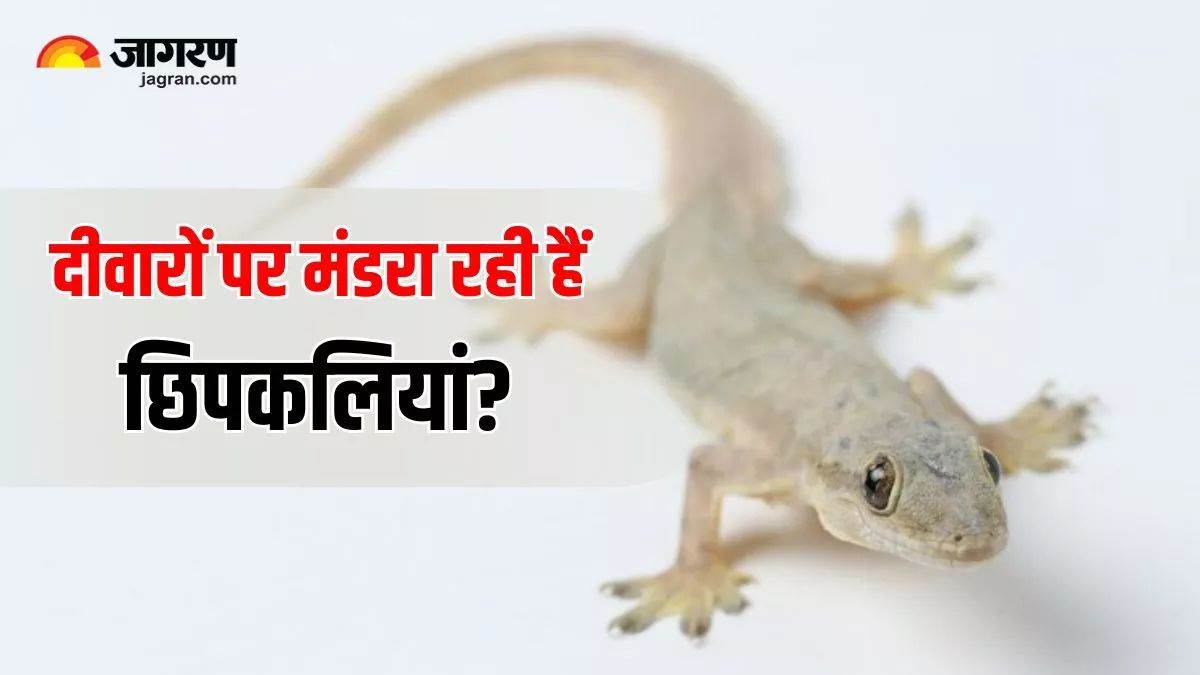 https://www.jagranimages.com/images/newimg/26072025/26_07_2025-lizard_23995356.jpg