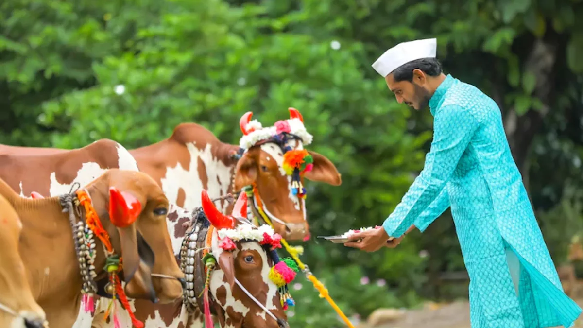 Bail Pola 2022 बैल पोला पर्व आज जानिए महत्व ...