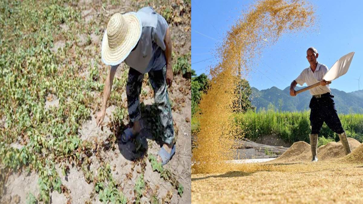 https://www.jagranimages.com/images/newimg/26082022/26_08_2022-china-drought-grain-supply_23014098.jpg