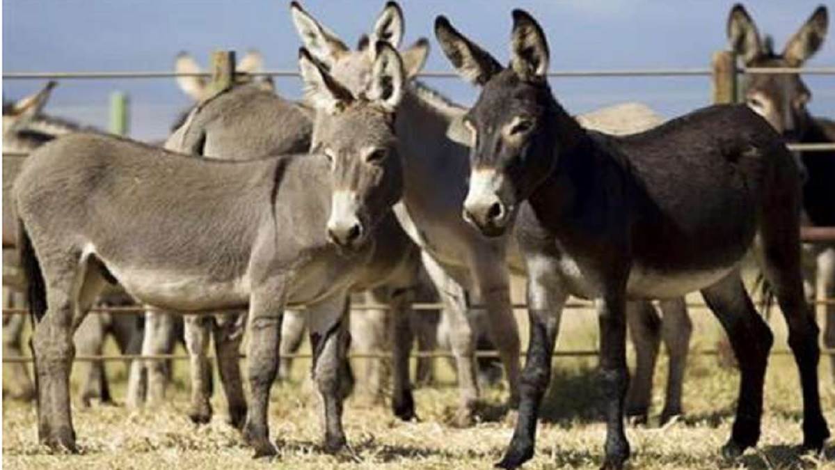 https://www.jagranimages.com/images/newimg/26082022/26_08_2022-donkey_dairy_23013838.jpg