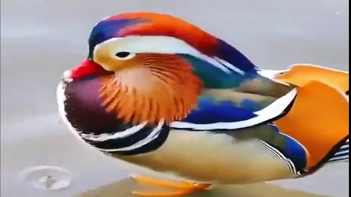 https://www.jagranimages.com/images/newimg/26082022/26_08_2022-duck_news_23014243.jpg
