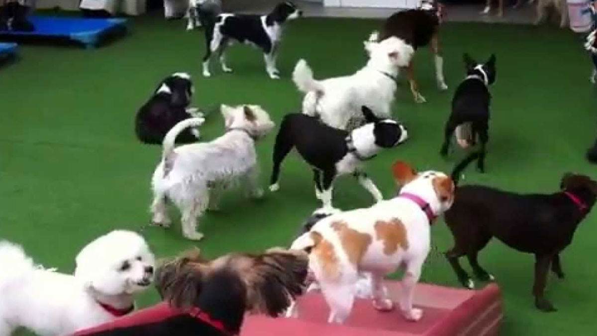 International Dog Dayपशु क्रूरता निवारण अधिनियम में 2 माह से छोटे पपी