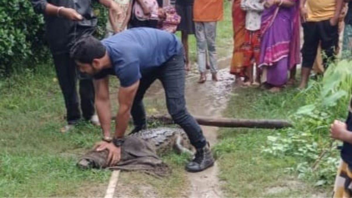 crocodile entered the house in west champaran was caught after a lot of effort