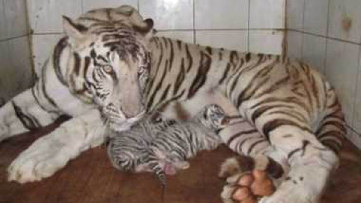 rajasthan tigress sultana gave birth to a cub totaling 81 in ranthambore tiger reserve