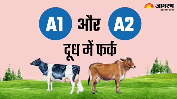 A1 और A2 गाय के दूध में पाए जाने वाले बीटा-कैसीन प्रोटीन के बारे में बताता है।