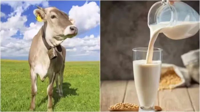 स्वदेशी नस्ल की मवेशियों के लिए अनुपयुक्त था फैसला।