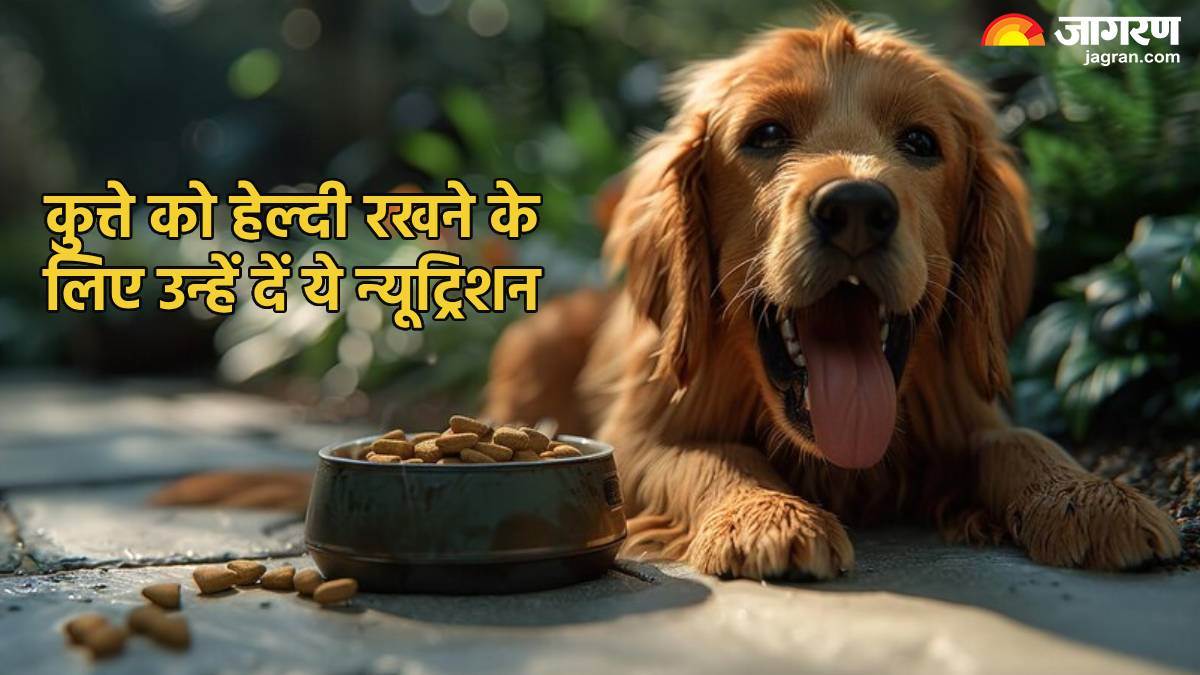 https://www.jagranimages.com/images/newimg/26082024/26_08_2024-nutrition_for_dog_good_health_23785111_132121355.jpg