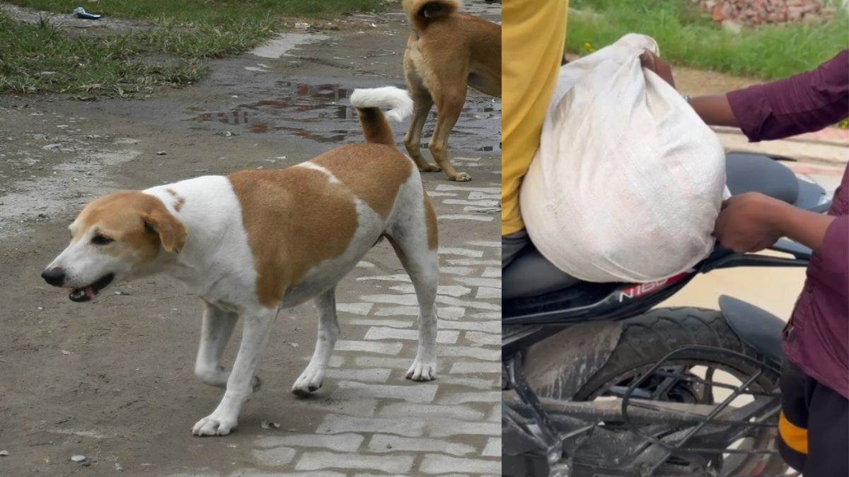 https://www.jagranimages.com/images/newimg/26082025/26_08_2025-dog_kanpur_24025280.jpg