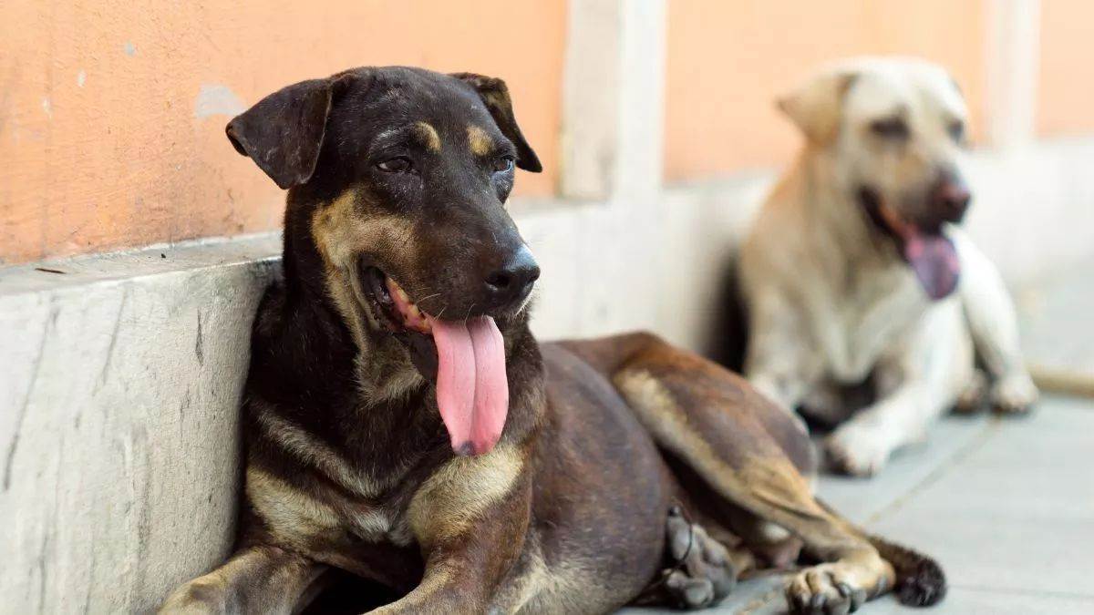 https://www.jagranimages.com/images/newimg/26082025/26_08_2025-doges_bhai_24025858_191955101.jpg