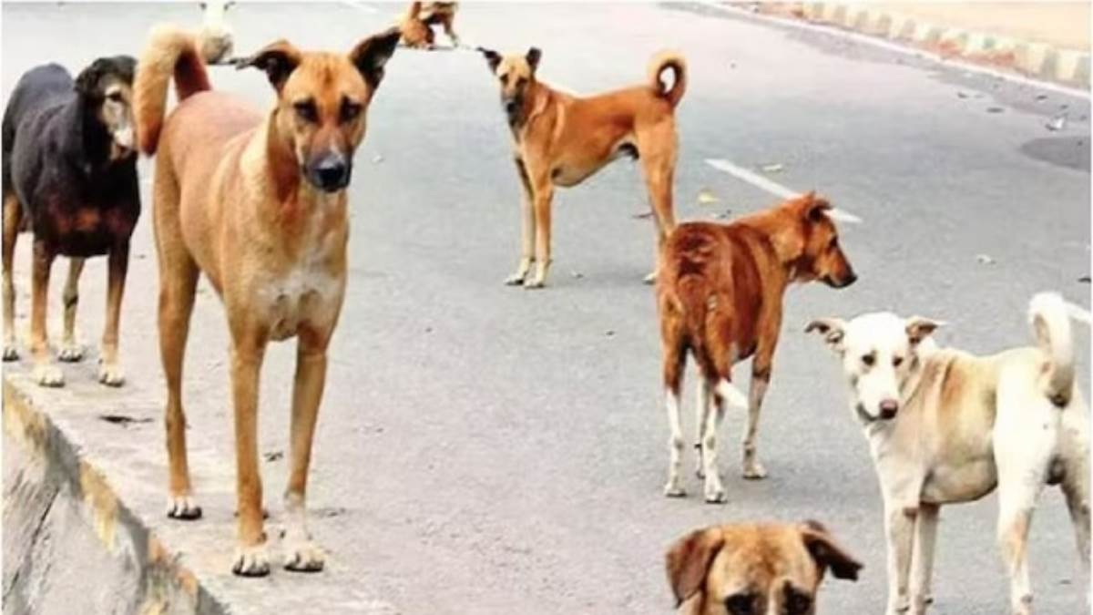 https://www.jagranimages.com/images/newimg/26082025/26_08_2025-dogs_24026095.jpg