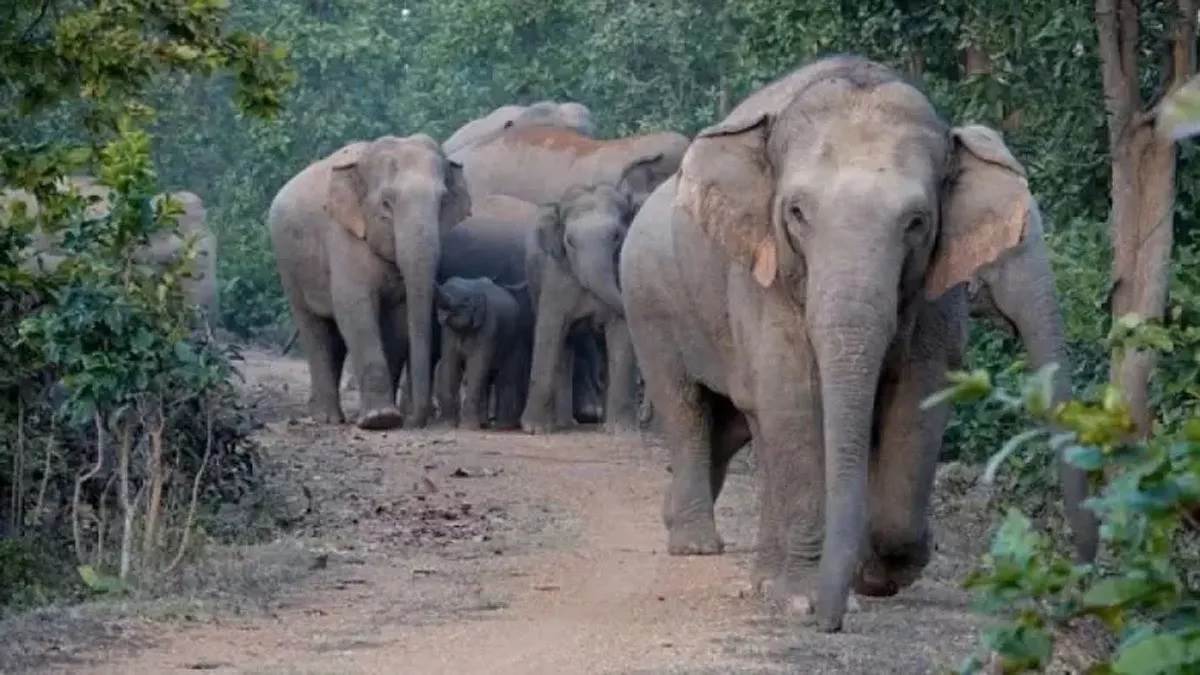 https://www.jagranimages.com/images/newimg/26082025/26_08_2025-elephant-_24025149_7502670.jpg