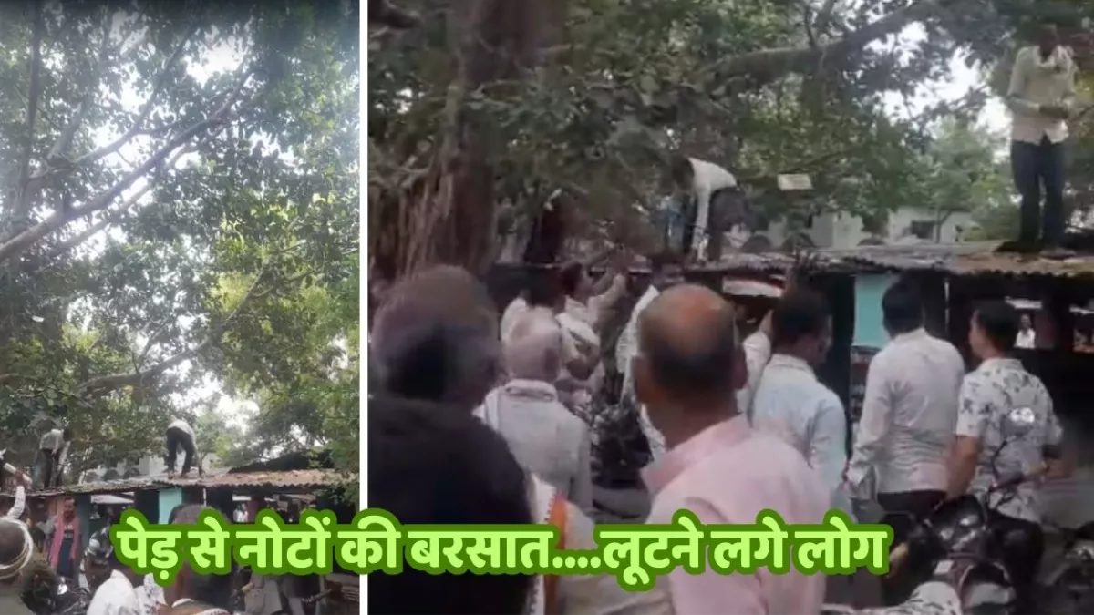 औरैया में अचानक रुपयों की बारिश, 500-500 के नोट गिरने लगे पेड़ से...लूटने दौड़े लोग