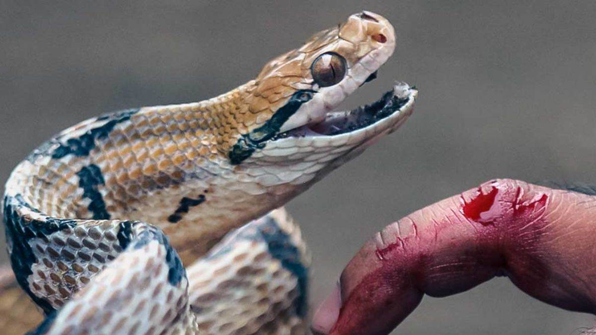 https://www.jagranimages.com/images/newimg/26082025/26_08_2025-snake_24025585_155933929.jpg