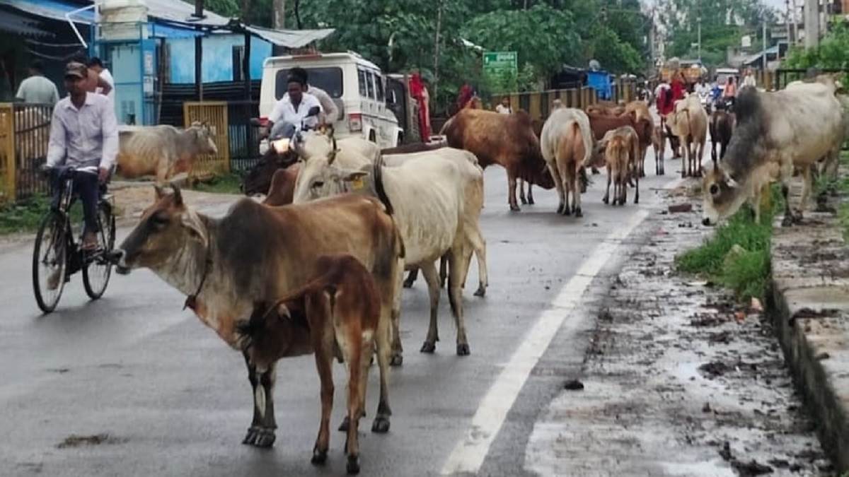 https://www.jagranimages.com/images/newimg/26082025/26_08_2025-stray_cattle_24025704.jpg