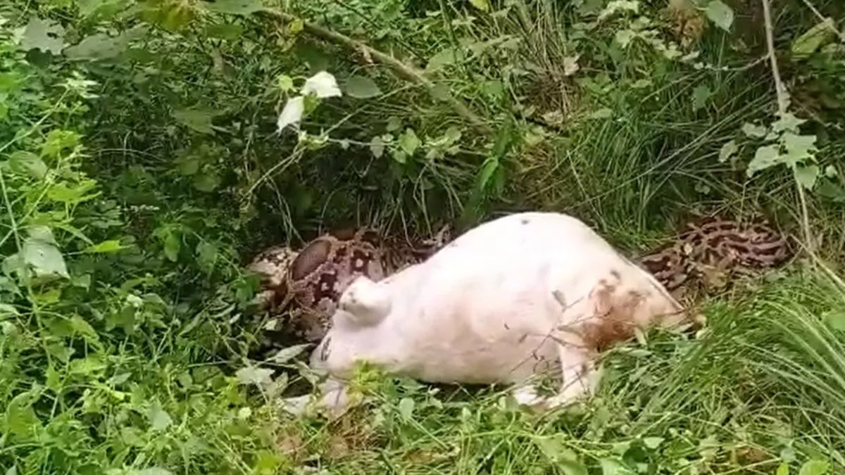 Agra News: खेत से निकला विशालकाय अजगर और बनाया बकरी को शिकार, दस फीट लंबे सांप को देखकर डर गए चरवाहे