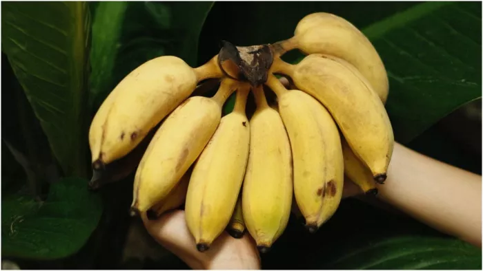Banana Benefits: फास्टिंग के दौरान सेहतमंद रहने के लिए डाइट में शामिल करें ये फल
