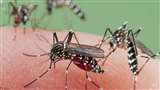 Dengue in Haldwani : वार्ड नंबर 36 अंबेडकर पार्क में स्वास्थ्य कैंप लगाया जाएगा।