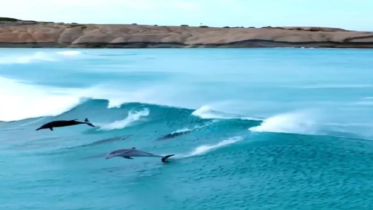 Viral Video: लहरों के साथ डॉल्फिंस ने लिया उछाल, हैरतअंगेज करतब ने लोगों को किया आश्चर्यचकित
