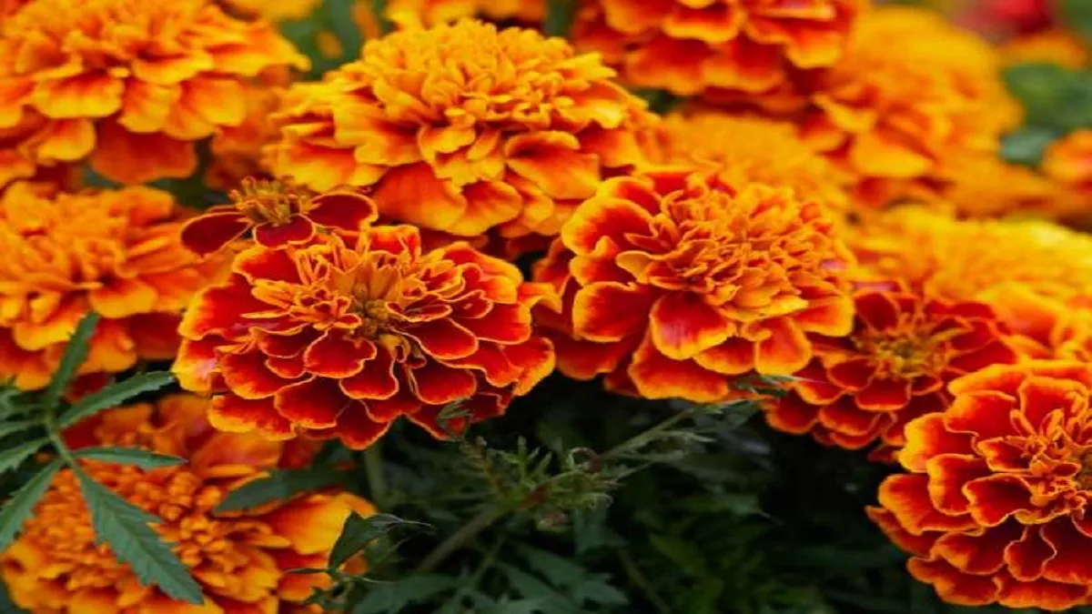 Marigold Flower Benefits: बवासीर से लेकर कमर दर्द तक, इन बीमारियों में फायदेमंद है गेंदे का फूल