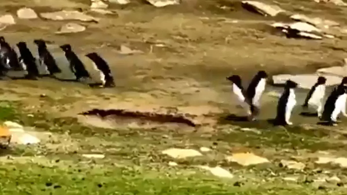Viral Video: पेंगुइन के दो समूहों का दिलचस्प वीडियो आया सामने, इनकी हरकत देख नहीं रुकेगी आपकी हंसी