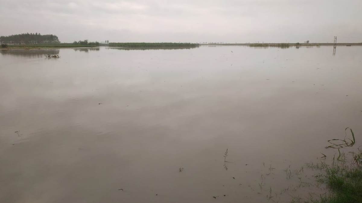 यमुना का कहर, करनाल में खेतों में घुसा पानी, फसल बर्बाद, प्रशासन ने अलर्ट जारी किया - Yamuna river flood waterlogging in fields in Karnal crop ruined administration issued alert