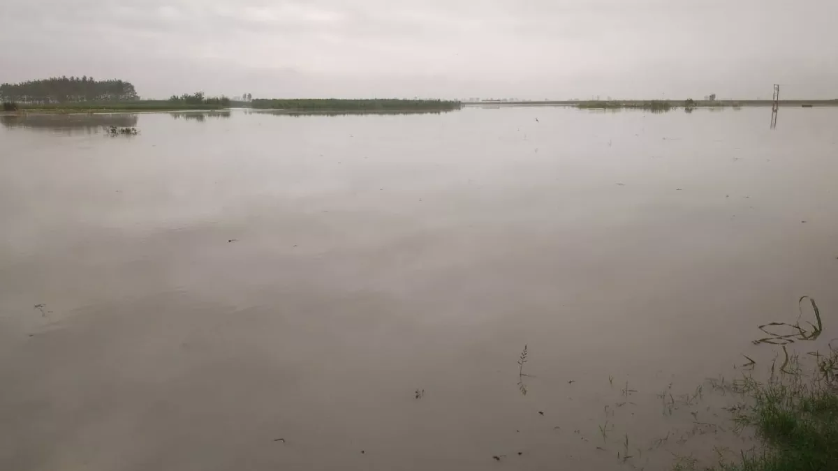 यमुना का कहर, करनाल में खेतों में घुसा पानी, फसल बर्बाद, प्रशासन ने अलर्ट जारी किया