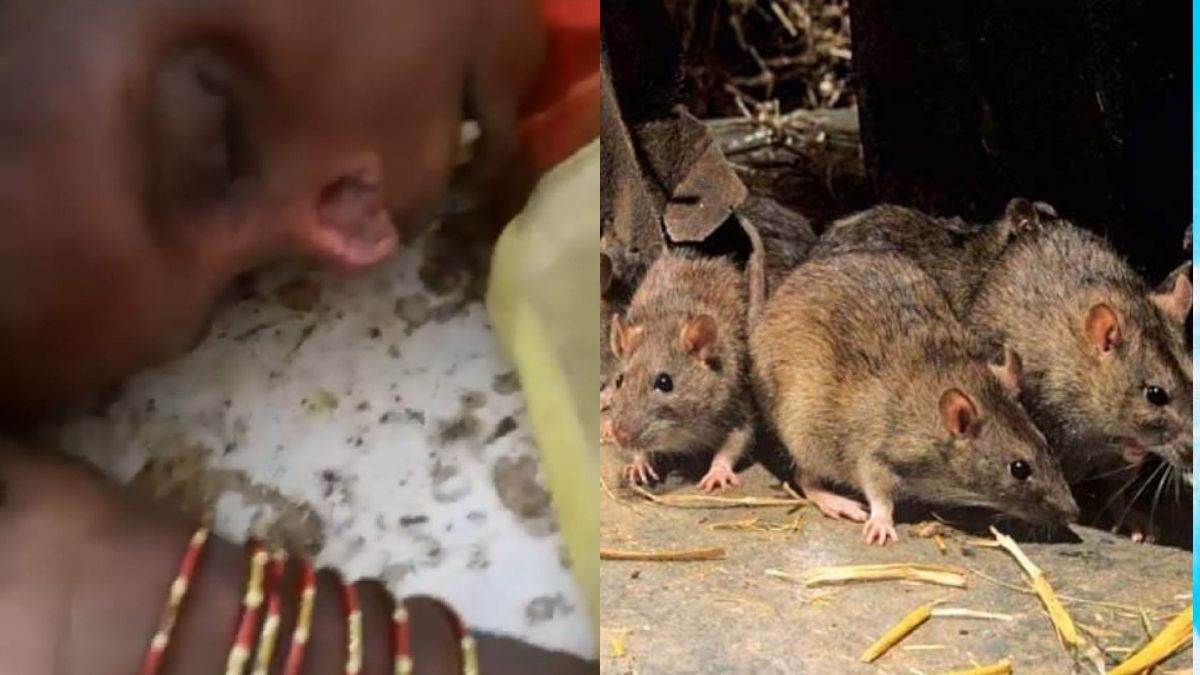 rats gnaw on the nose of a woman dead body in garhwa sadar hospital