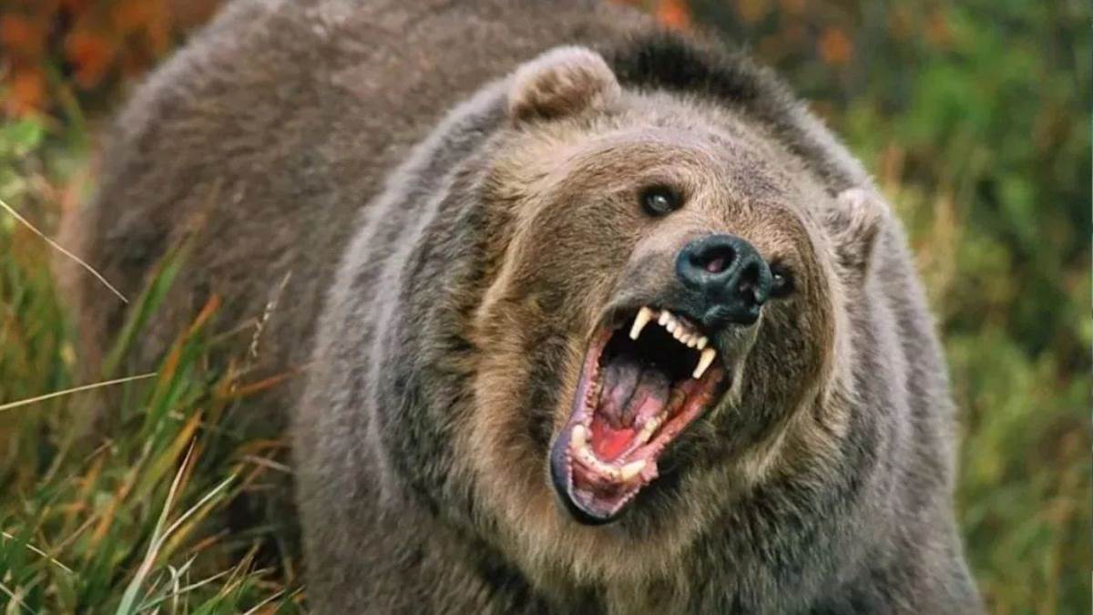 bear attack in chamba 24 years old woman injured in himachal pradesh