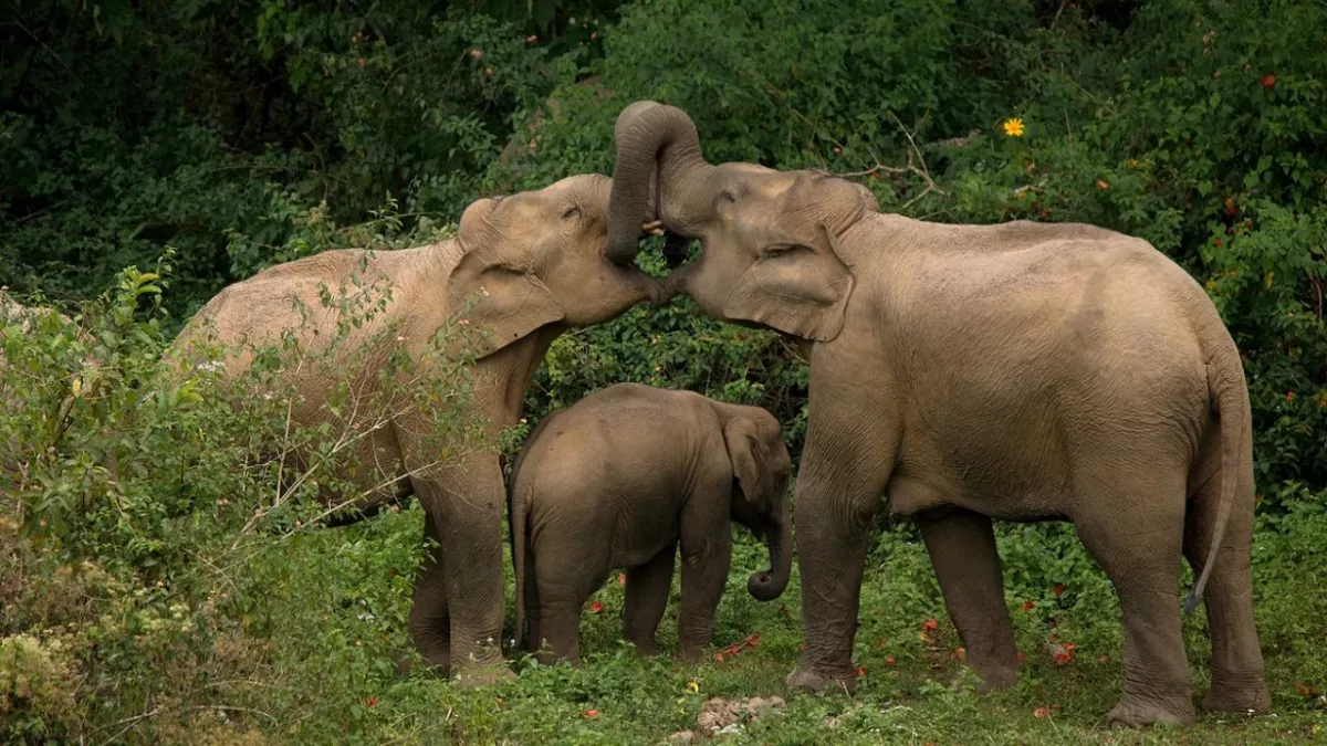 https://www.jagranimages.com/images/newimg/26092025/26_09_2025-elephants_fight_24060618.jpg