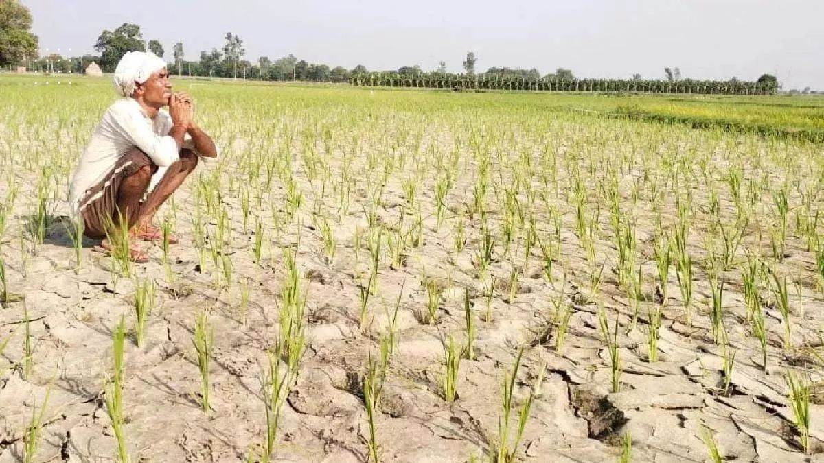 raibareilly news dry canals worry farmers crops thirst for irrigation