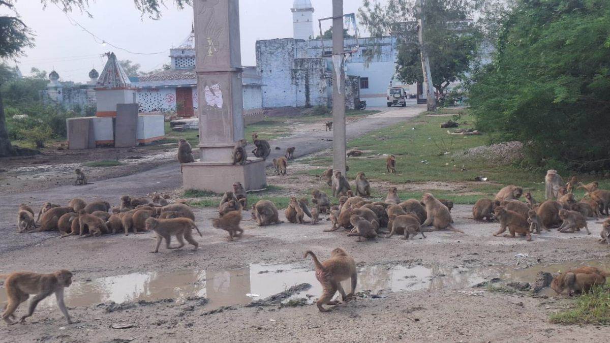 monkey terror in maharajganj villagers alarmed by rising attacks