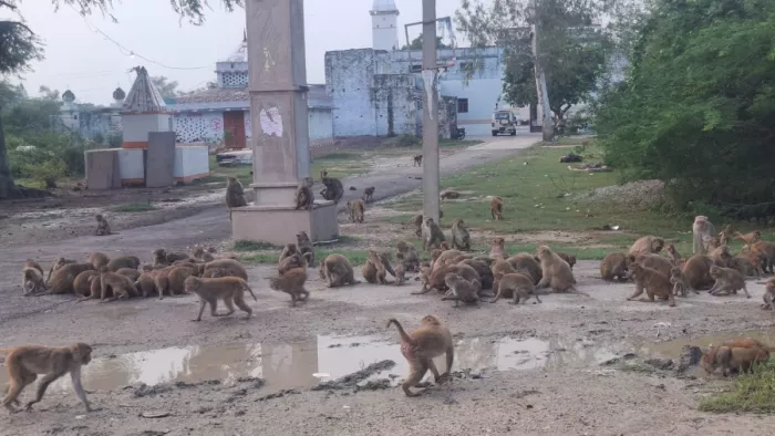 महराजगंज में बंदरों के आंतक से घर और खेत को हो रहा भारी नुकसान।
